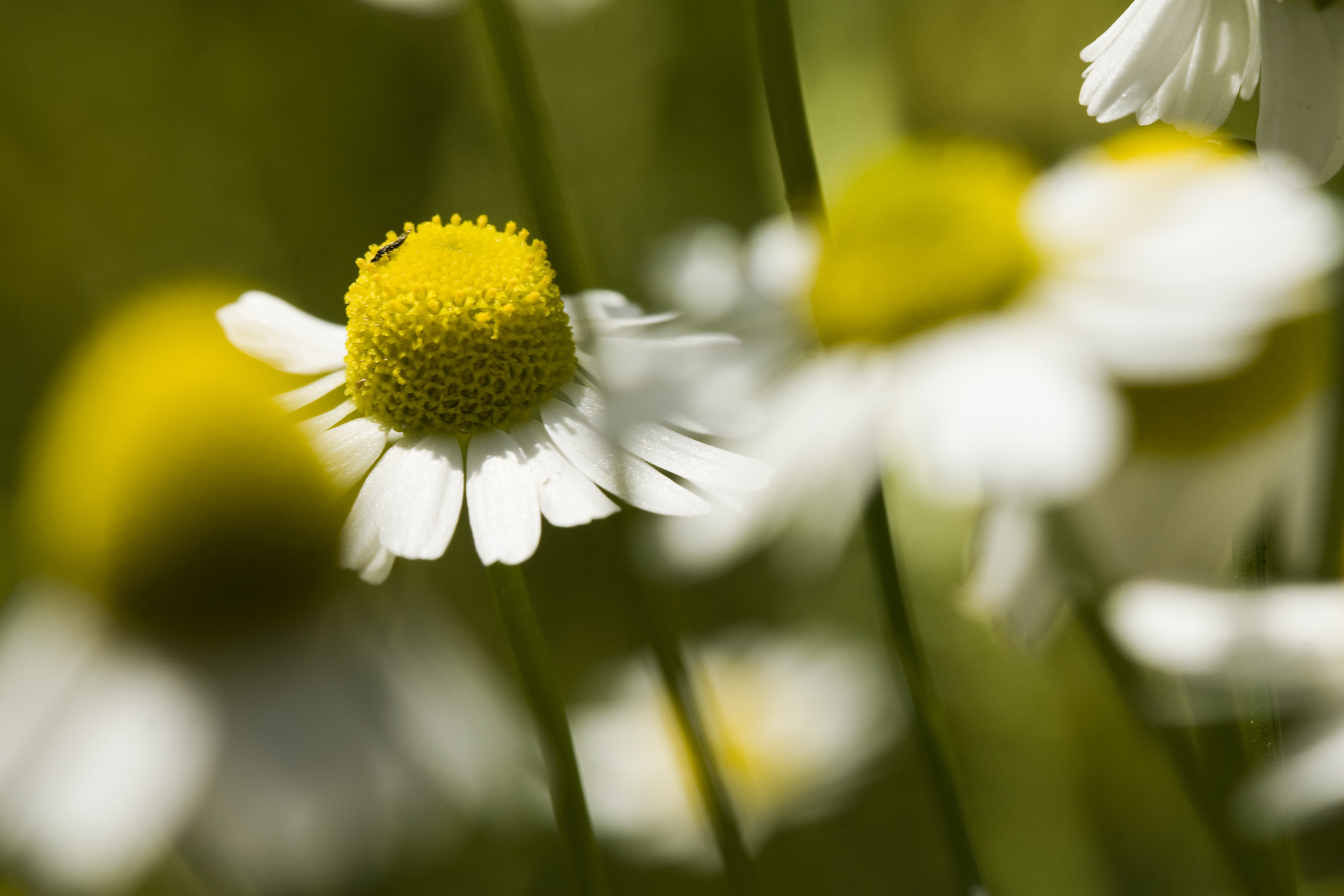 Kamillenblüten